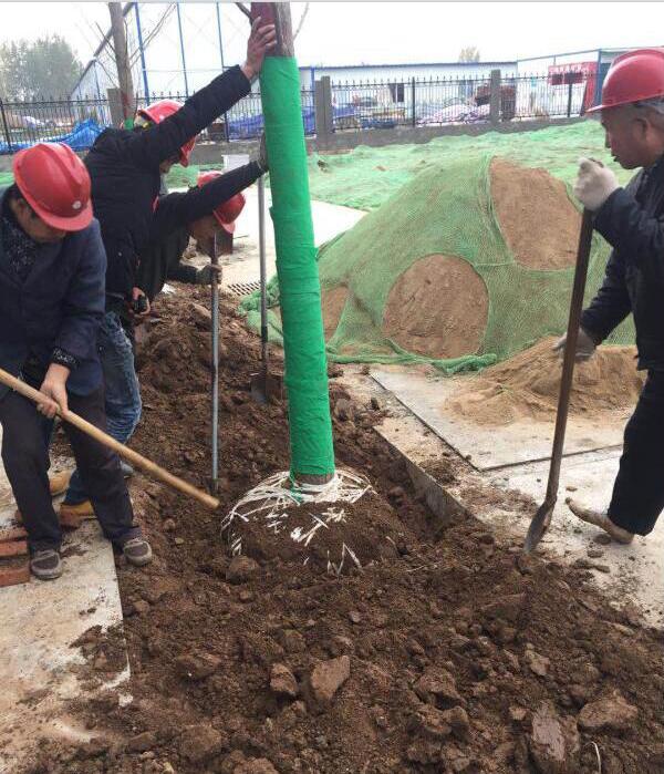 陕西绿宇园林公司“做实 创新”显成效