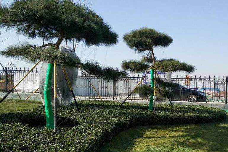 陕西绿宇园林公司内外兼修为来年布局