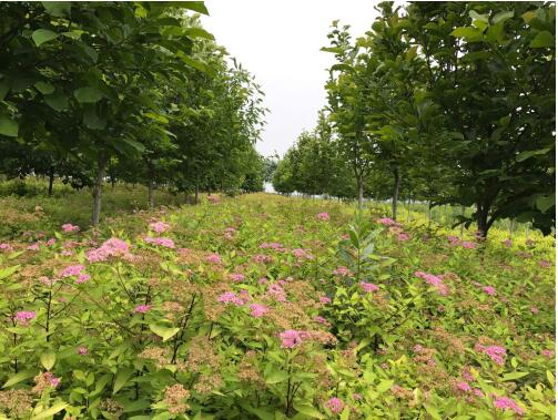 陕西绿宇园林公司：坚持改革不打烊 苗圃发展现成效