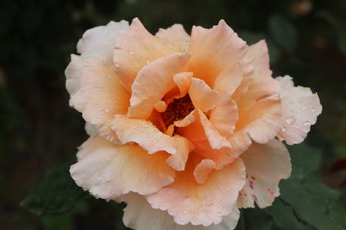 陕工网:国色天香