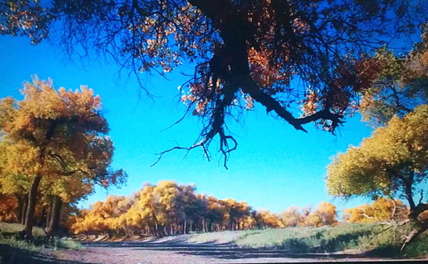 走进内蒙额济纳，与胡杨林的美撞个满怀