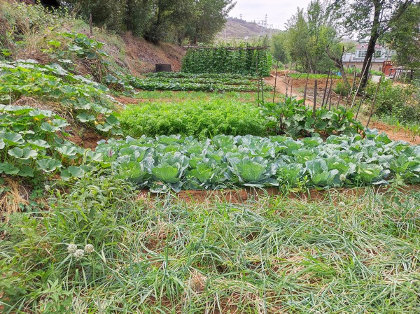 陕煤建设洗选煤运营公司红柳林洗煤厂项目部：职工菜园，“蔬”心“食”尚