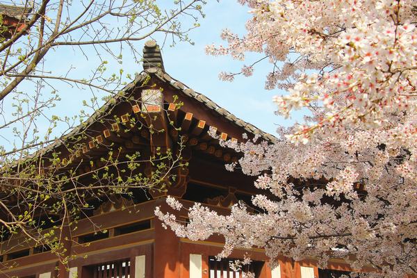 人间四月正芳华