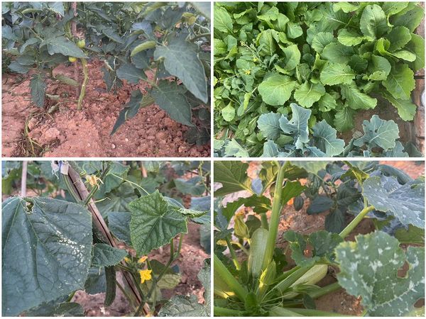 陕煤建设天工公司土建十七部党支部:小小菜园,播种幸福感