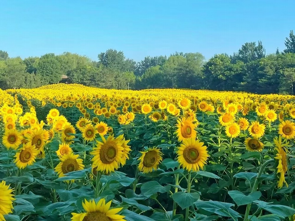 小红花与向日葵：心灵的触动与生命的力量