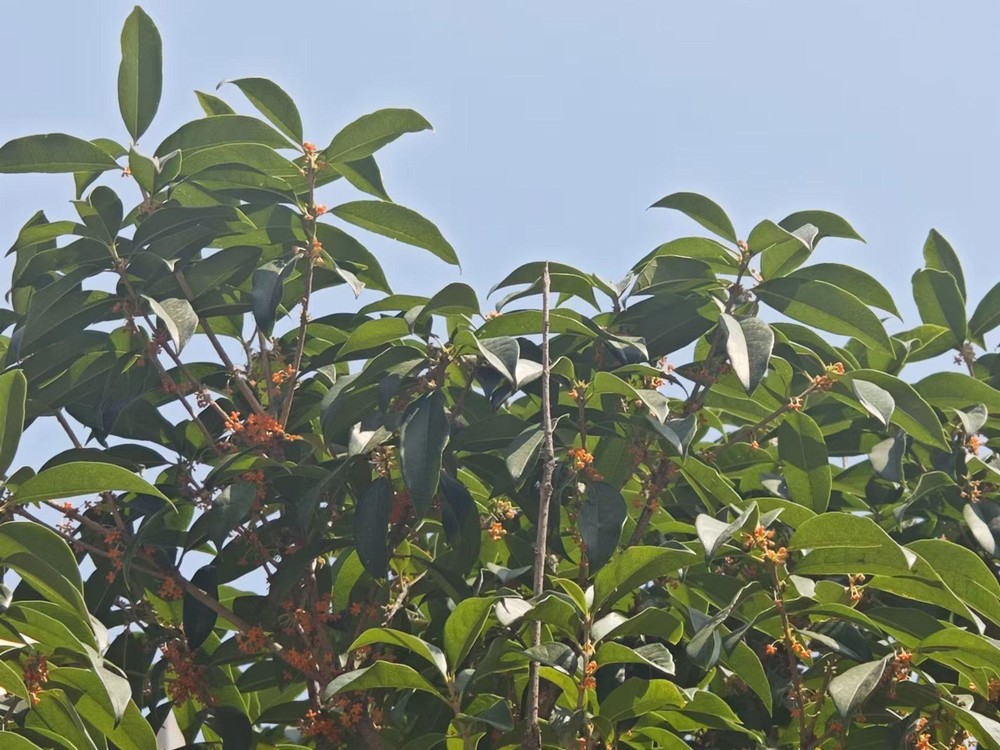 满城桂花香，最是秋意浓