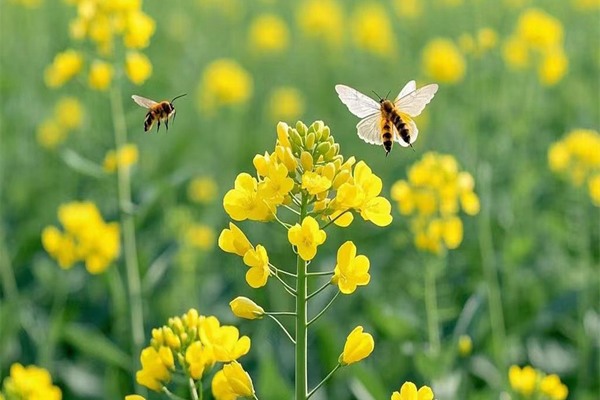 邂逅梦境中的油菜花海