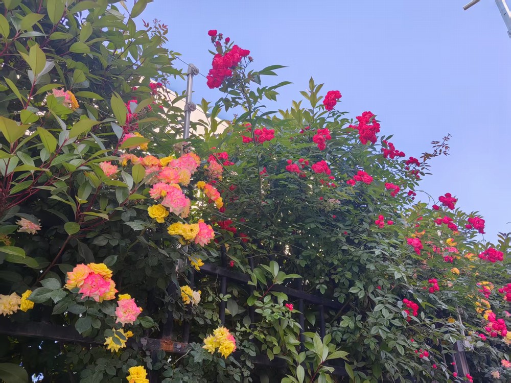 围墙花簇映发展 奋进征程绽华光