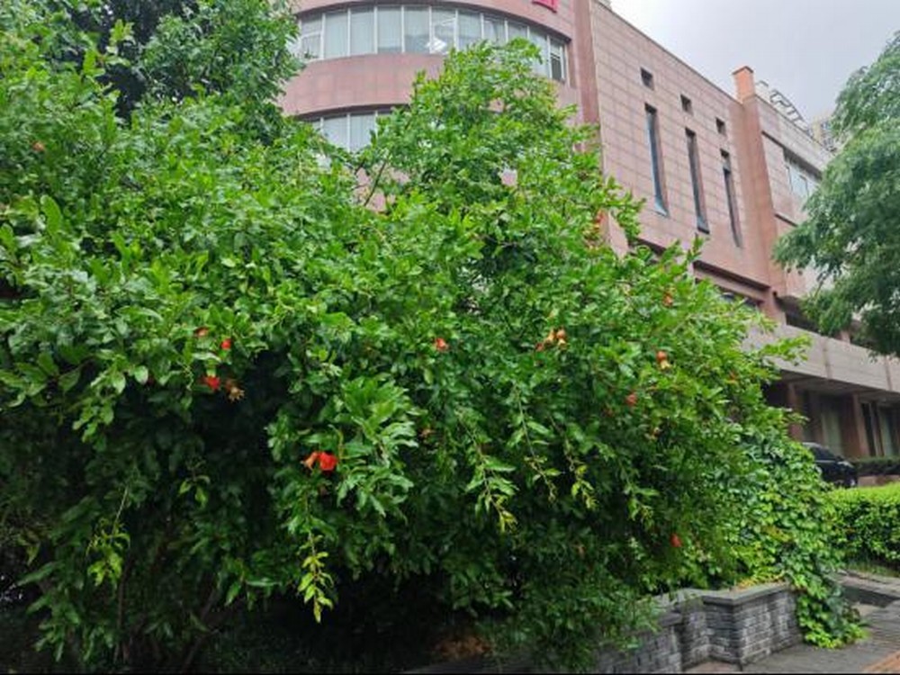 生如夏花 绽放绚烂