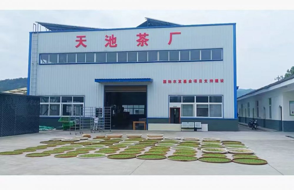 陕煤建设定点帮扶村:百亩茶园托起乡村振兴“绿引擎”