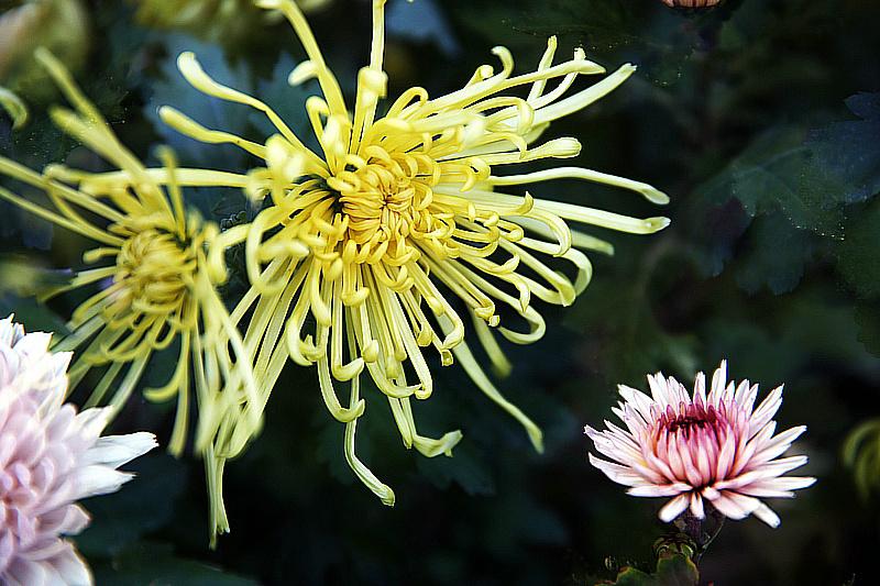 菊色里的清廉雅韵